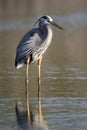 Great Blue Heron Wading in a Shallow Pond Royalty Free Stock Photo