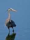 Great Blue Heron wading in the shallow waters Royalty Free Stock Photo