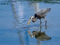 Great Blue Heron wading in the shallow waters Royalty Free Stock Photo