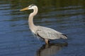 Great blue heron wading in a swamp in central Florida. Royalty Free Stock Photo