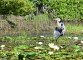 Great Blue Heron Wading in Water Lilies Royalty Free Stock Photo