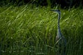 Great Blue Heron in marsh