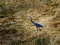 Great Blue Heron in dry grass Royalty Free Stock Photo