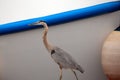 Great Blue Heron walking on harbor dock in southern California USA Royalty Free Stock Photo