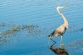 Great Blue Heron, walking in tropical lake Royalty Free Stock Photo