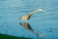 Great Blue Heron, walking and hunting for lunch in tropical lake Royalty Free Stock Photo