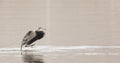 Great Blue Heron walking on water