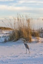 Great Blue Heron And Sea Oats