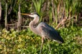 Great blue heron walks through marsh