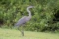 Great Blue Heron, Walton County, Georgia USA Royalty Free Stock Photo