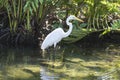 Great blue heron in the water is catching a frog Royalty Free Stock Photo