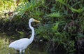 Great blue heron in the water is catching a frog Royalty Free Stock Photo