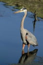 Great blue heron in water Royalty Free Stock Photo