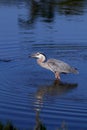 Great Blue Heron in Water Eating a Fish Royalty Free Stock Photo