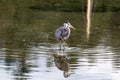 The Great Blue Heron in the Water at Marina Royalty Free Stock Photo