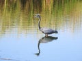 Great Blue Heron with Water Reflection, Ardea herodias Royalty Free Stock Photo