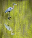 Great Blue Heron with water reflection. Royalty Free Stock Photo