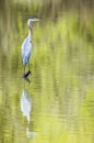 Great Blue Heron with water reflection. Royalty Free Stock Photo