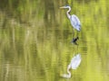 Great Blue Heron with water reflection. Royalty Free Stock Photo