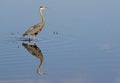 Great Blue Heron and water reflection. Royalty Free Stock Photo