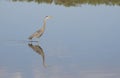 Great Blue Heron and water reflection. Royalty Free Stock Photo