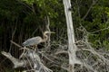 Great Blue Heron in wetlands Royalty Free Stock Photo