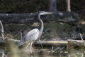 Great Blue Heron in wetlands habitat, Georgia USA Royalty Free Stock Photo