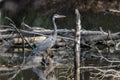 Great Blue Heron in wetlands habitat, Georgia USA Royalty Free Stock Photo