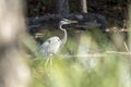 Great Blue Heron in wetlands habitat, Georgia USA Royalty Free Stock Photo