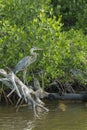 Great Blue Heron in wetlands Royalty Free Stock Photo