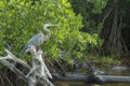 Great Blue Heron in wetlands Royalty Free Stock Photo