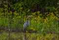 Great blue heron in the wetlands