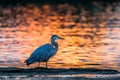 Great Blue Heron Royalty Free Stock Photo