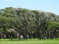 Great Blue Heron and Great White Egret Rookery