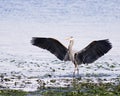 Great Blue Heron Wings Royalty Free Stock Photo