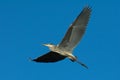 Great Blue Heron Wings Out Royalty Free Stock Photo