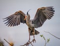 Great blue heron with wings spread Royalty Free Stock Photo