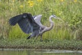 Great Blue Heron with wings spread on Georgia pond Royalty Free Stock Photo