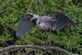 Great Blue heron with wings spread after landing Royalty Free Stock Photo