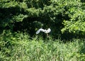 Great Blue Heron lands in a tree Royalty Free Stock Photo