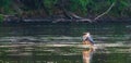 Great blue heron with wings spread in the morning sun Royalty Free Stock Photo