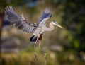 Great blue heron with wings spread wide Royalty Free Stock Photo