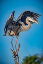 Great blue heron with wings spread wide Royalty Free Stock Photo