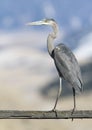 Great blue heron on wooden rail of fence