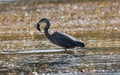 Great blue heron (Ardea herodias) with a fish in its beak wading in the water