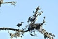 Great blue herons Ardea herodias nesting, 6. Royalty Free Stock Photo