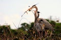 Great Blue Herons Building a Nest