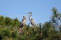 Great Blue Herons in a fir tree