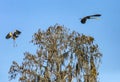 Great Blue Herons  in Flight Royalty Free Stock Photo