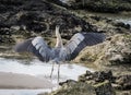 A great blue heron on Santa Cruz Island in the Galapagos Islands Royalty Free Stock Photo